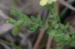 Pineland St. Johnswort